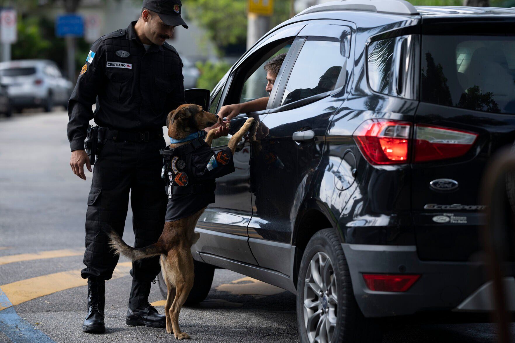 Brazil Rescue Dogs